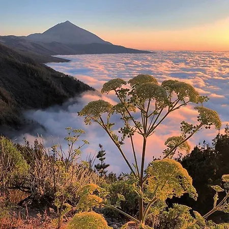 아파트 Ponderosa Tenerife *