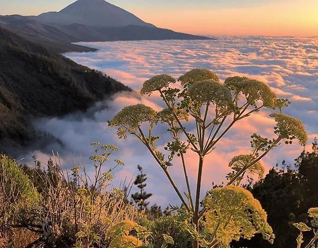 Lejlighed Ponderosa Tenerife *
